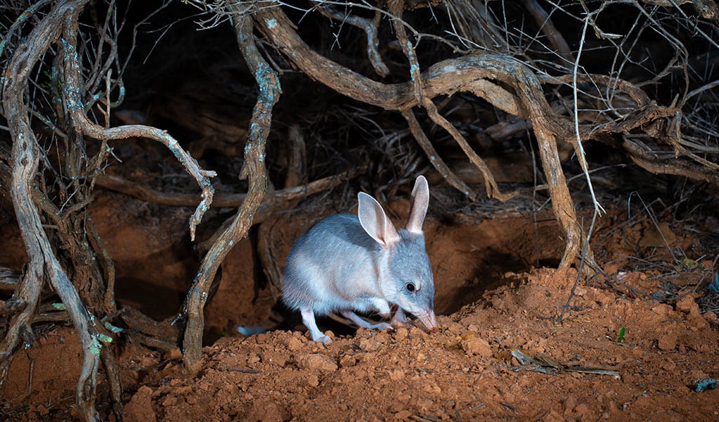 A greater bilby marsupial amongst the red sandy ground of far western NSW. Photo credit: Brad Leue/AWC &copy: Brad Leue