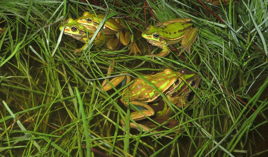 Green and golden bell frogs mating amongst swampy grass. Photo: Dean Portelli &copy; Dean Portelli