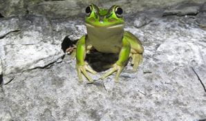 A green and golden bell frog sits on grey rock. Photo: Dean Portelli &copy; Dean Portelli