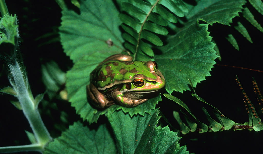 A tiny green and golden bell frog sits on a green strawberry plant leaf. Photo: Stuart Cohen &copy; Stuart Cohen and DCCEEW