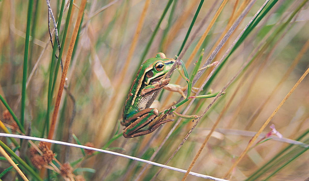 A green and golden bell frog blends into habitat as it clings onto thin grass reeds. Photo: Stuart Cohen &copy; Stuart Cohen and DCCEEW