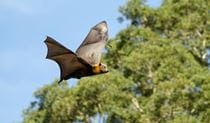 Profile view of a grey-headed flying-fox flying past eucalypt trees. Photo: Shane Ruming &copy; Shane Ruming