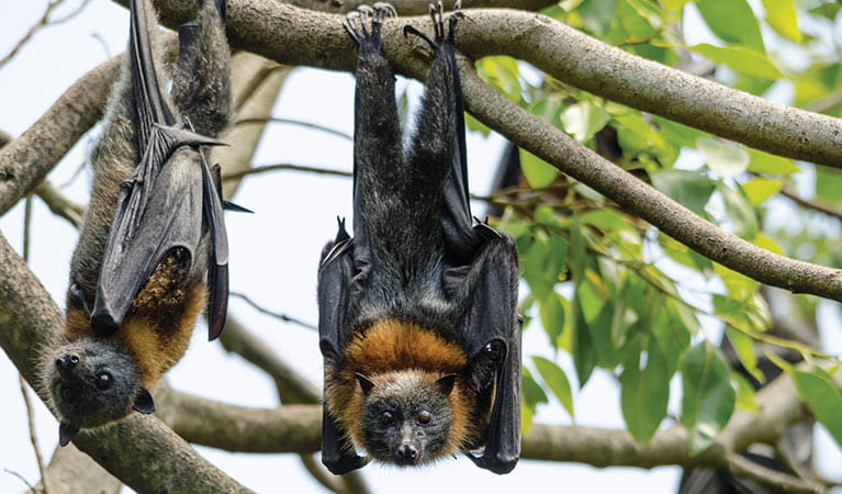 grey-headed-flying-fox-03.jpg