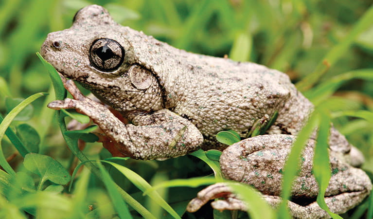Peron's tree frog | Australian animals | National Parks