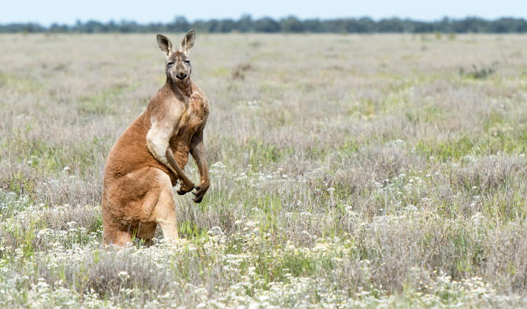 Red kangaroo | Australian animals NSW National