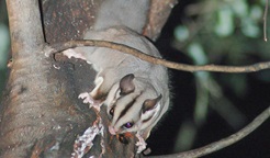Sugar glider. Photo: Jeff Betteridge