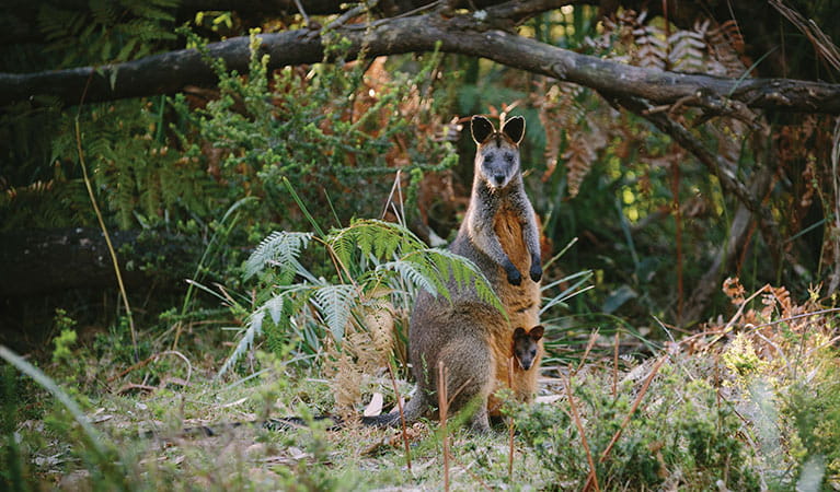 Australian Plants And Animals Nsw National Parks