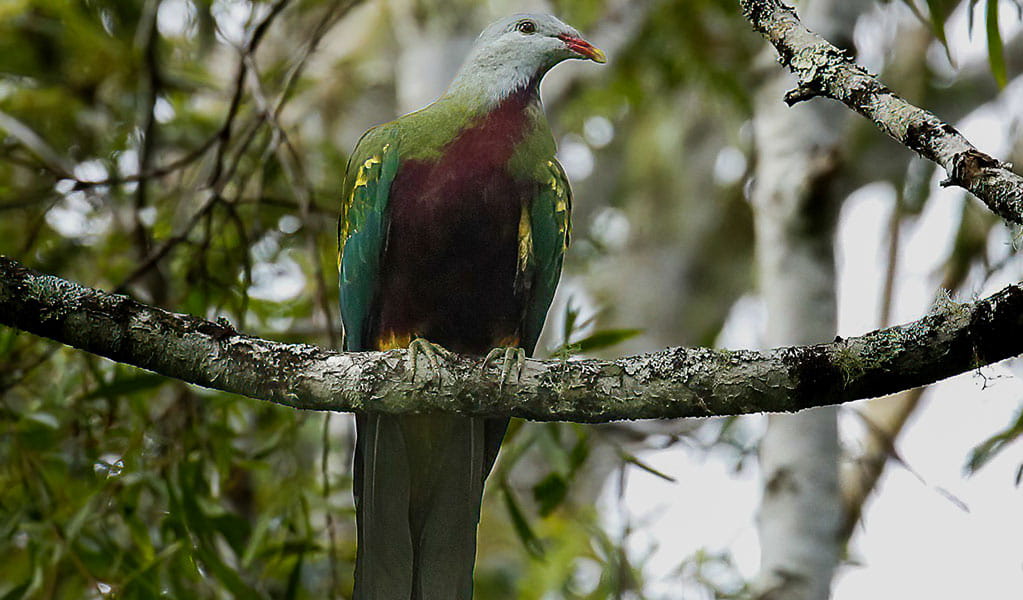 A wompoo-fruit dove perched on a red ash tree branch in rainforest on the NSW North Coast. Photo: Andrew Turbill/DCCEEW &copy; Andrew Turbill