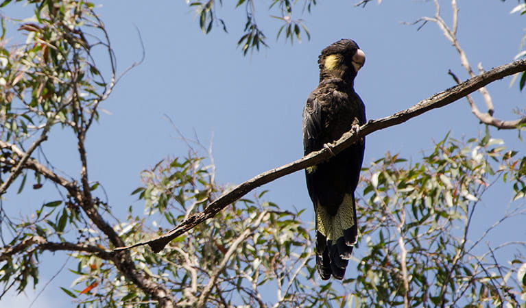 Yellow-tailed black cockatoo |Australian animals | NSW National Parks