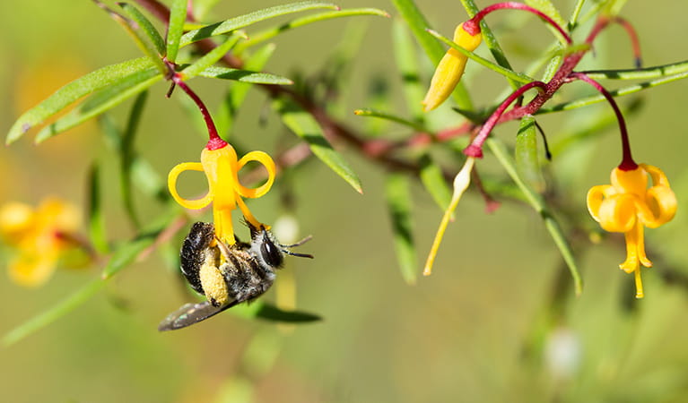 Agnes Banks Nature Reserve | NSW National Parks