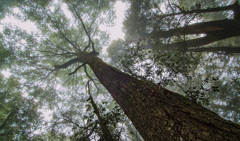 Honeysuckle Forest track, Barrington Tops National Park. Photo: John Spencer &copy; OEH