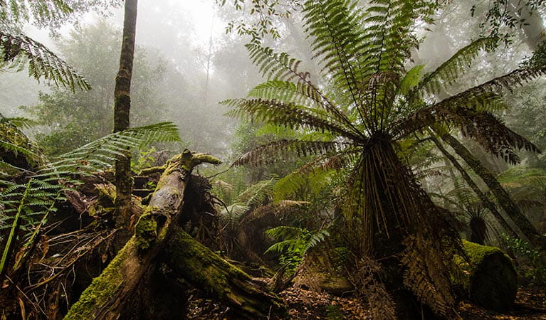 Honeysuckle Forest track, Barrington Tops National Park. Photo: John Spencer &copy; OEH