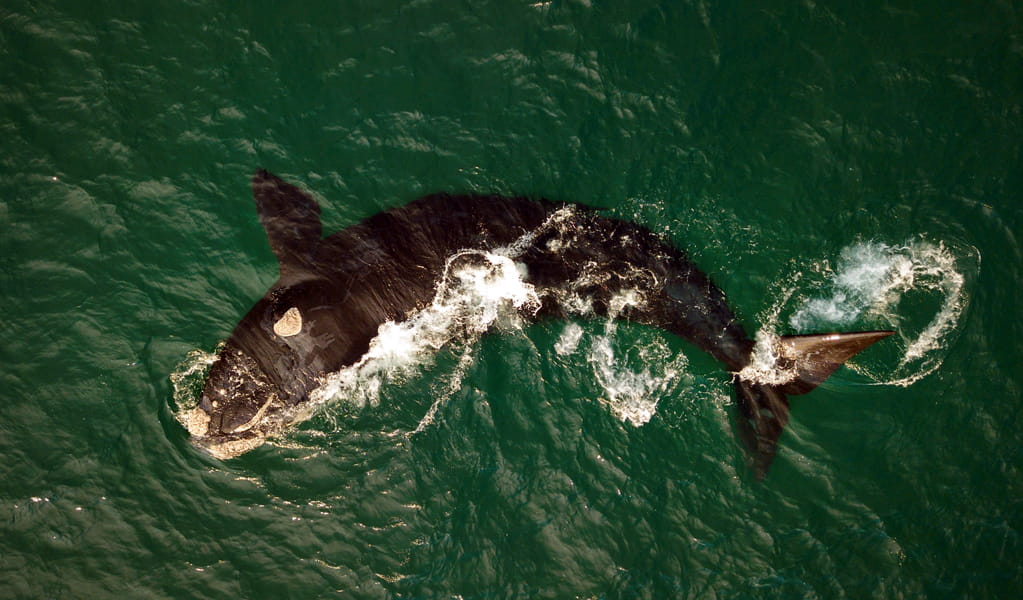 Southern right whales can often be seen in the sea near Boyds Tower, Beowa National Park, Eden. Photo: Lachlan Hall/DCCEEW, &copy; Lachlan Hall