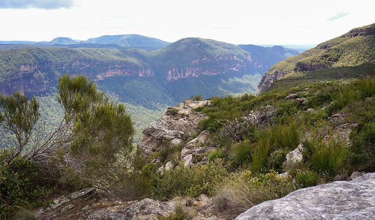 Lockley Pylon walking track, Blue Mountains National Park. Photo: Steve Alton &copy; OEH