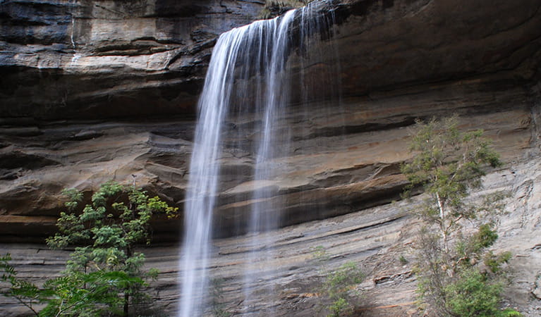 Victoria Falls walking track | NSW National Parks