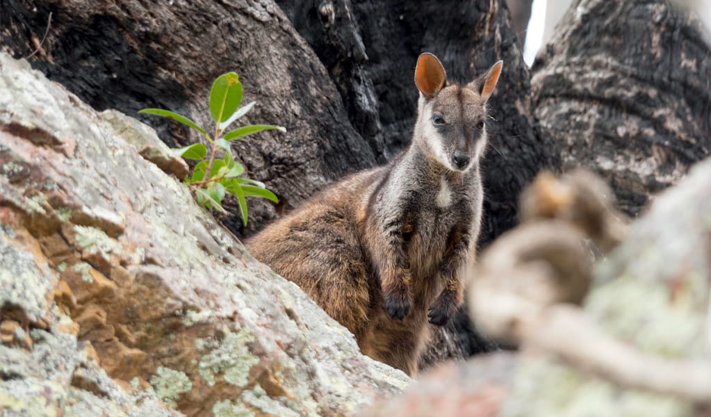 Brush-tailed rock-wallabies can sometimes be seen on Falls Lookout walk in Boonoo Boonoo National Park. Photo: Leah PIppos, &copy; DCCEEW