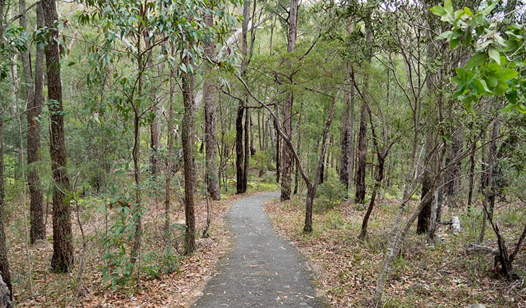 A formed track through trees along Falls Lookout walk in Boonoo Boonoo National Park. Photo: Leah Pippos &copy; DCCEEW