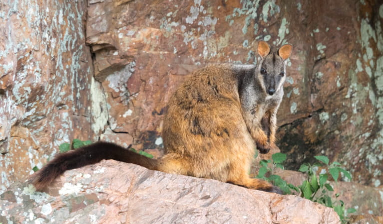 Endangered brush-tailed rock-wallabies can be found in Boonoo Boonoo National Park near Tenterfield. Photo: Leah Pippos, &copy; DCCEEW