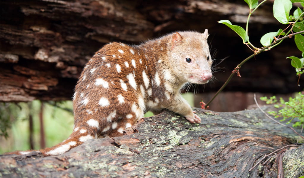 Spotted-tailed quolls can be seen in Boonoo Boonoo National Park near Tenterfield. Photo: James Evans, DCCEEW