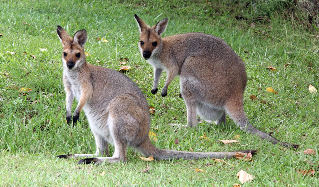You can often see red-necked wallabies at the start of Rockpools View walk in Boonoo Boonoo National Park near Tenterfield. Photo: Peter Sherratt, &copy; DCCEEW