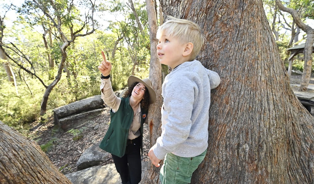 An NPWS ranger shows a child who's climbed a tree something interesting above them during a nature play game, Brisbane Water National Park. Credit: Adam Hollingworth/DCCEEW &copy; DCCEEW