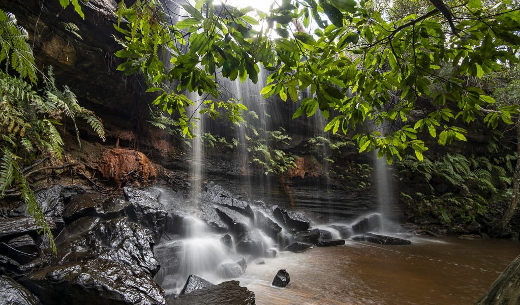 A section of Somersby Falls, with lush green plants hanging above the cascades. Credit: Neil Vincent &copy; DCCEEW