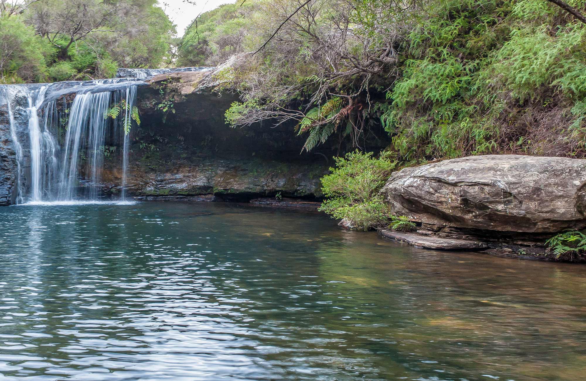 Nellies Glen picnic area | NSW National Parks