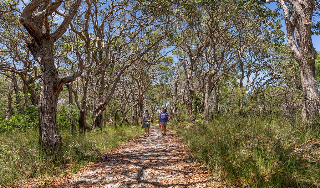 Walkers surrounded by trees on Jerusalem Creek Walk. Credit: John Spencer &copy; DCCEEW