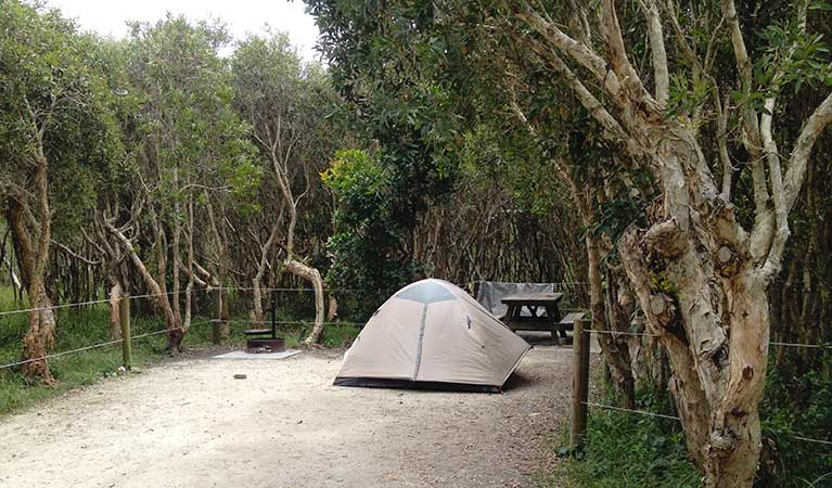 Tent surrounded by trees at Mibanbah – Black Rocks campground. Photo: Holly North/OEH