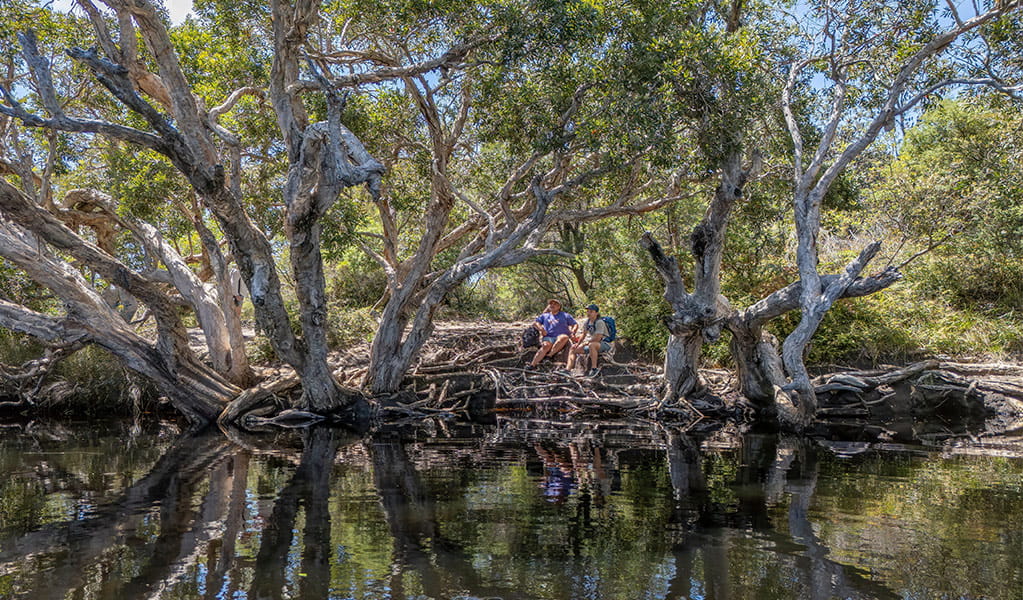 Tree reflections in the creek along Jerusalem Creek walk. Credit: John Spencer &copy; DCCEEW