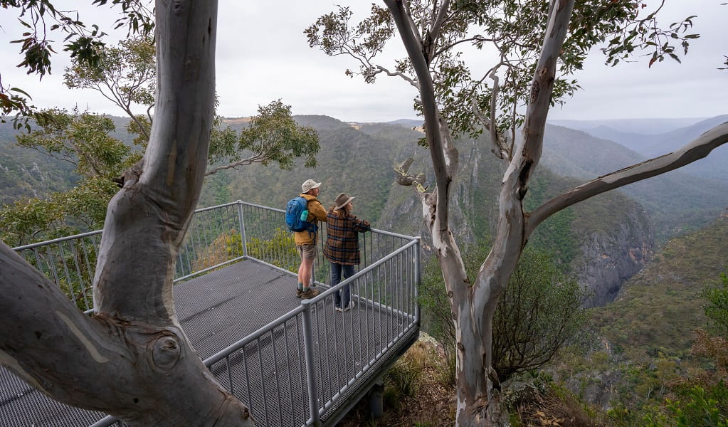 A closer, side view of people on Adams lookout, showing the tall gum trees of Bungonia National Park in the foreground. Photo: John Spencer/DCCEEW