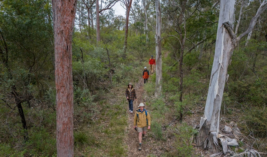 Four visitors walk through the lush Green track, Bungonia National Park. Photo: John Spencer &copy; DCCEEW 