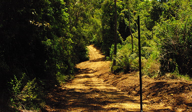 Unpaved track through thick woodland. Photo: Piers Thomas/OEH.