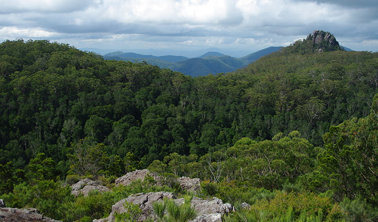 View of forest-covered mountains, including rocky Kemp's Pinnacle, from Hoppy's lookout.  Photo: Piers Thomas/OEH