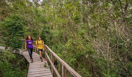 A man and woman walk along raised boardwalk on Rainforest walking track, Cattai National Park.  Photo: John Spencer &copy; OEH