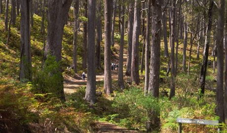 View of  bushwalkers passing through forest of tall trees in dappled light. Photo &copy; Barry Collier