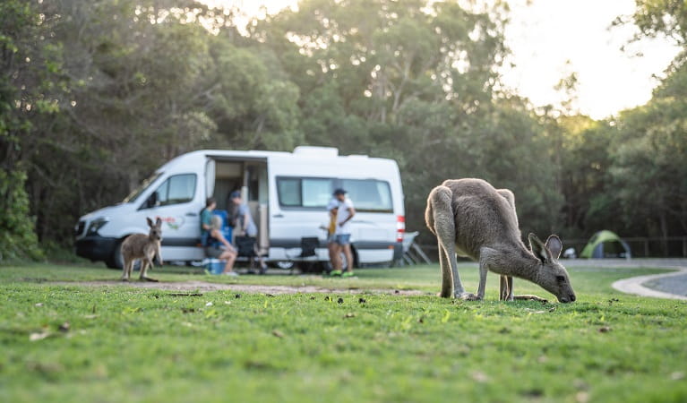 Diamond Head campground | NSW National Parks