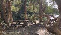 Picnic bench among paper park trees on the edge of Cudgen Lake in Cudgen Nature Reserve. Photo: Jessica Stokes &copy; DCCEEW