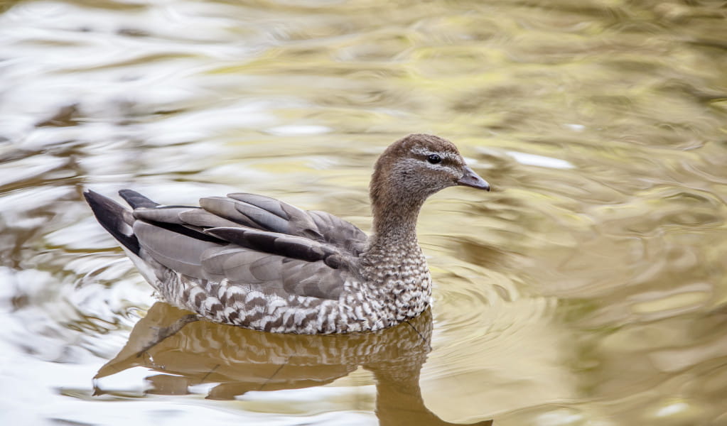 Female Australia Wood or Maned duck swimming in water. Photo: Rosie Nicolai &copy; DCCEEW