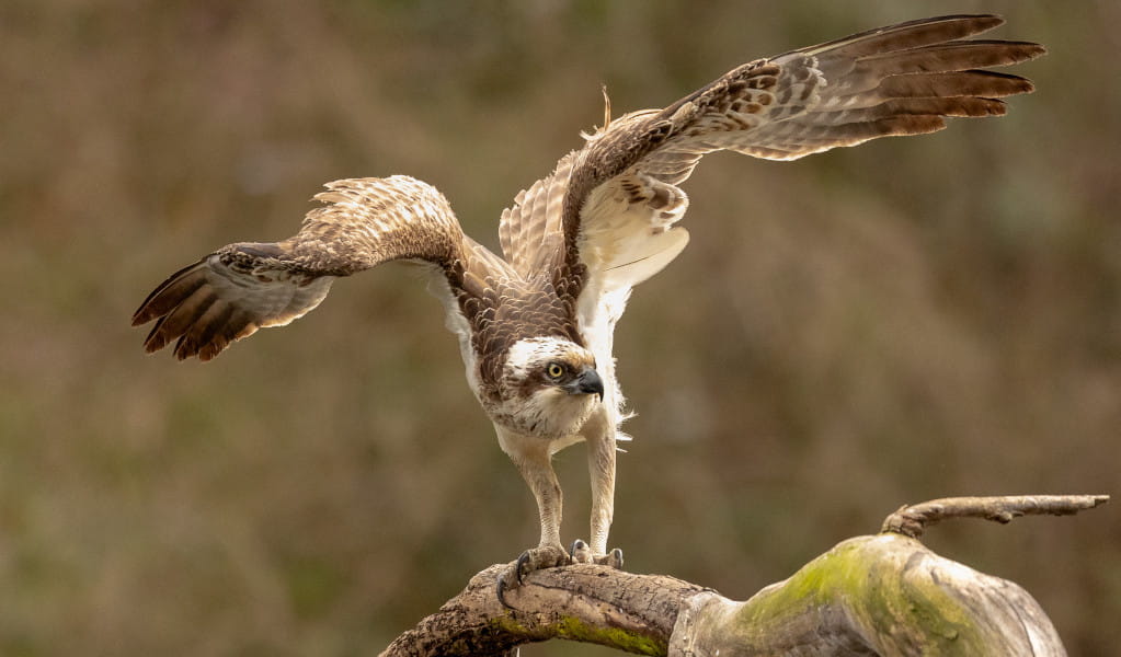 Osprey sitting on branch preparing for flight. Photo: Robert Anderson &copy; DCCEEW