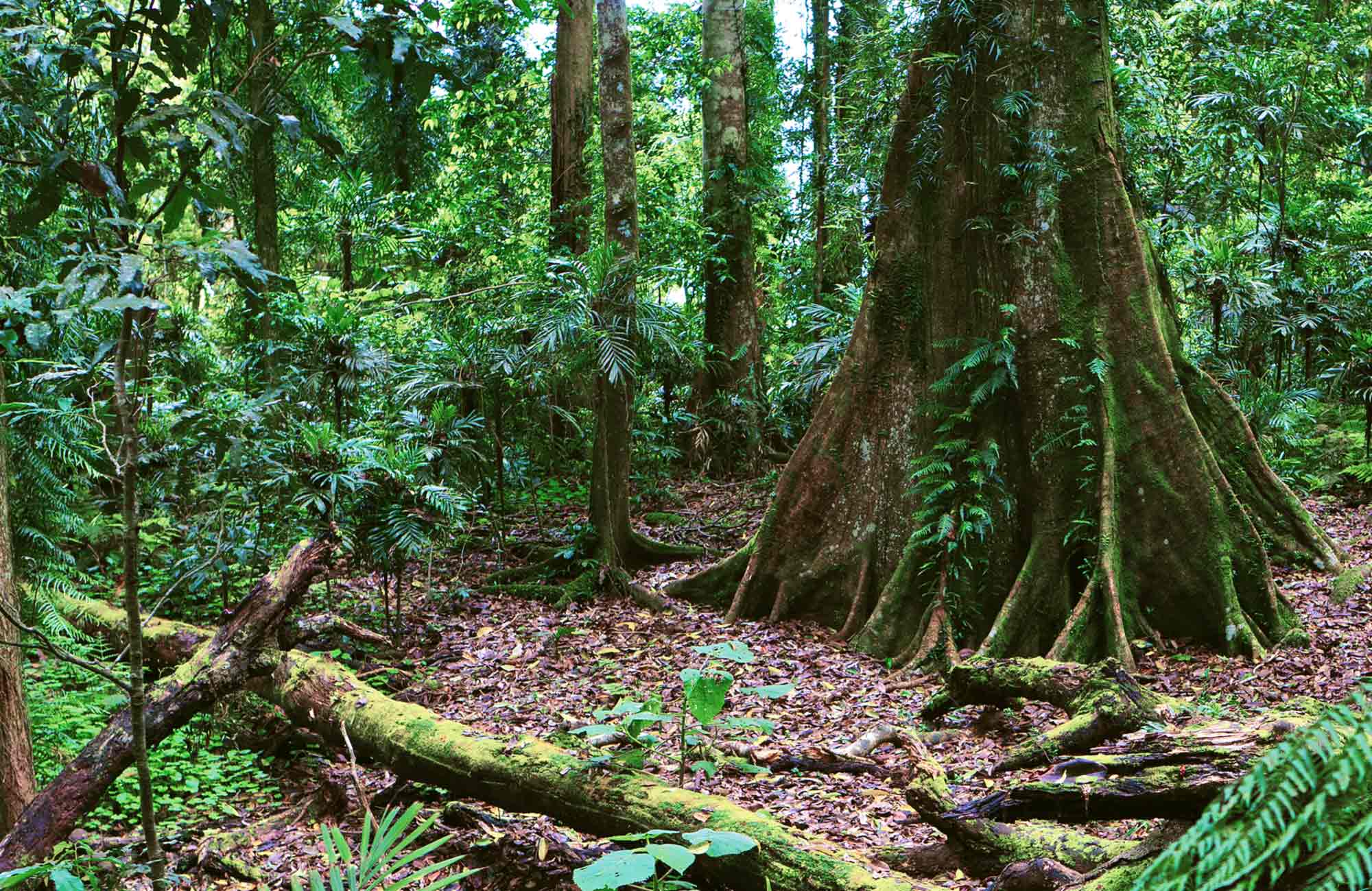 The Gondwana Rainforests of Australia | NSW National Parks