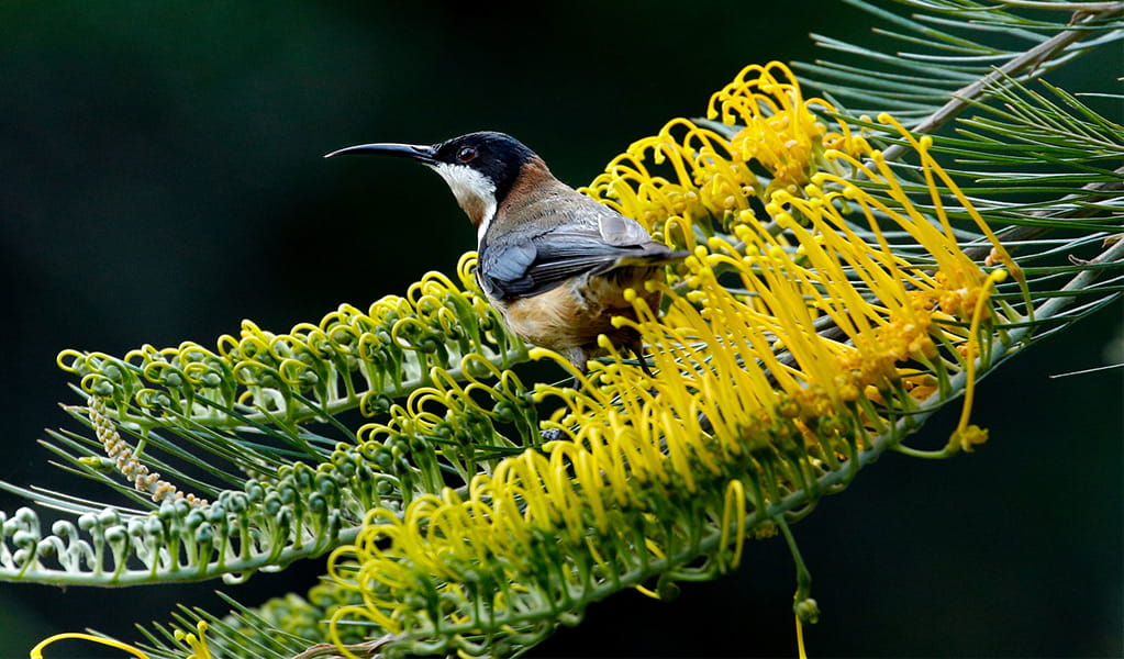 An eastern spinebill on a yellow grevillia. Photo: Andrew Turbill/DCCEEW &copy; Andrew Turbill