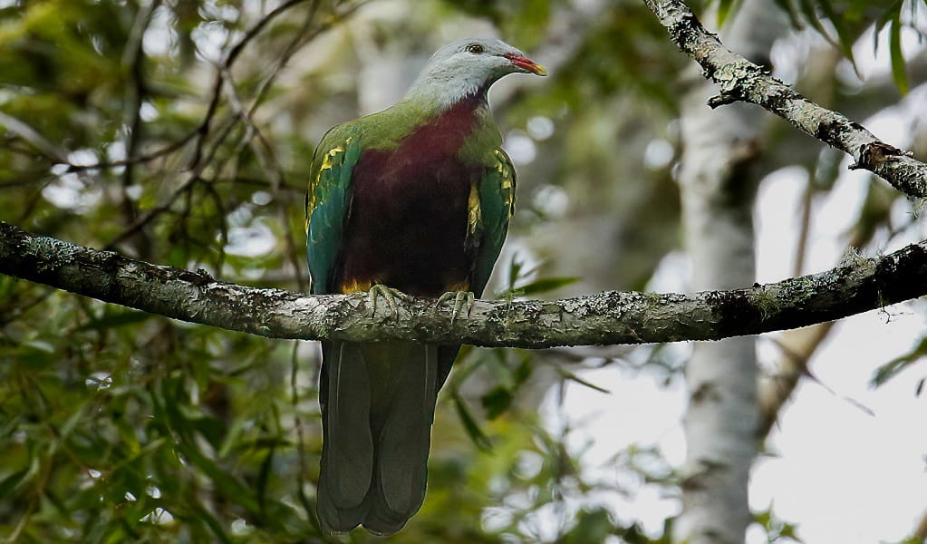 Wompoo fruit-dove perched on a tree branch, Dorrigo National Park. Photo: Andrew Turbill/DCCEEW &copy; Andrew Turbill