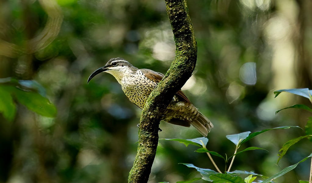 Paradise riflebird settled on a tree branch, Dorrigo National Park. Photo: Andrew Turbill/DCCEEW &copy; Andrew Turbill