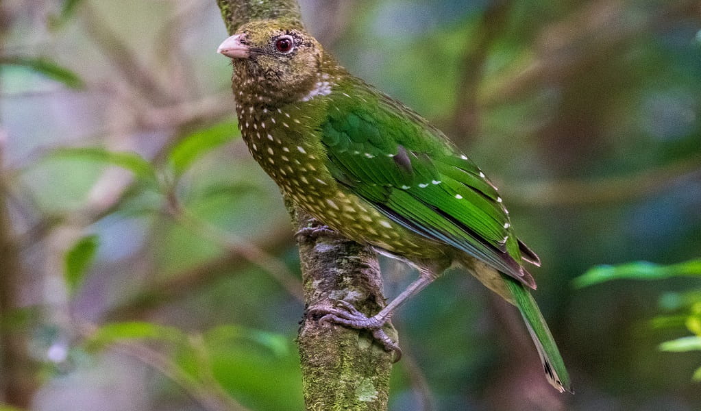 Green catbird perched on a tree branch. Photo: Jojo Sales/DCCEEW &copy; Jojo Sales