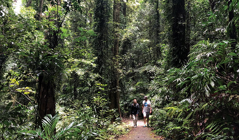 Wonga walk | NSW National Parks