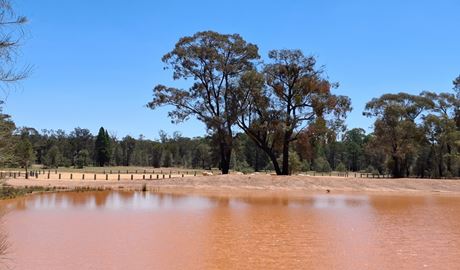 Outlook over dam and surrounding ironbark and cypress pine forest at Rileys Dam picnic area. Photo: Sierra Weston/DCCEEW &copy; DCCEEW