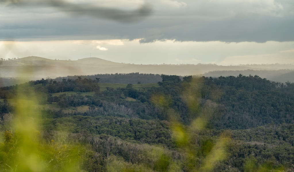 Lush green Guy Fawkes valley landscape in Guy Fawkes River National Park. Photo: David Waugh/DCCEEW &copy; DCCEEW