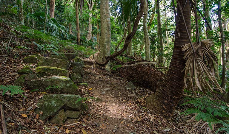 Wooded paths, Illawarra Escarpment State Conservation Area. Photo: John Spencer &copy; OEH