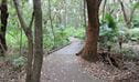 Rainforest species and a paved path and flat timber bridge along Banks-Solander track. Credit: Natasha Webb/DCCEEW &copy; Natasha Webb